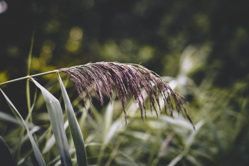 Gras im Schatten Wald
